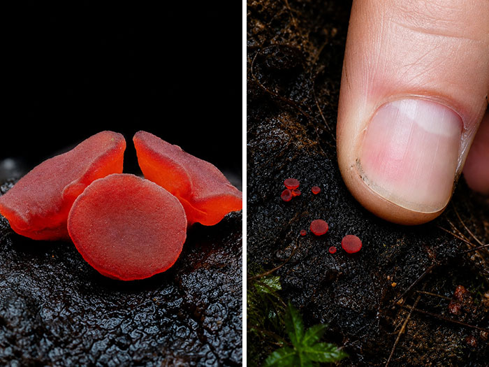 Wait, You’ve Been Missing a Tiny Mushroom Wonderland Right Under Your Nose! (30 Crazy Cool Pics)