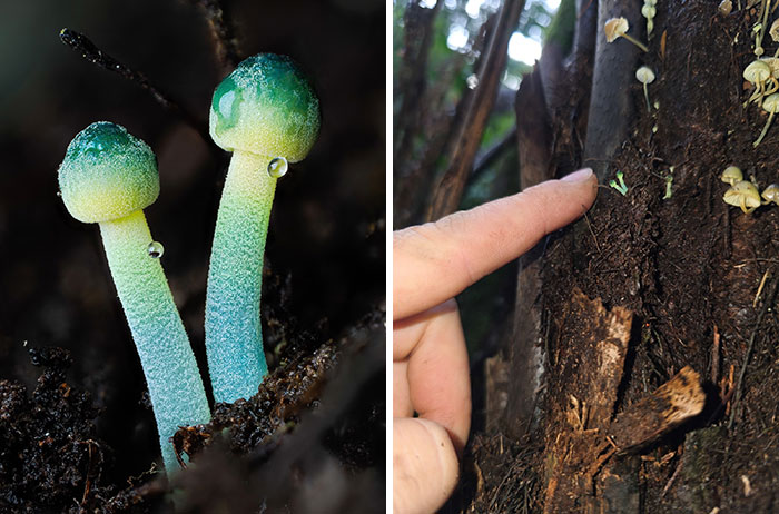 Wait, You’ve Been Missing a Tiny Mushroom Wonderland Right Under Your Nose! (30 Crazy Cool Pics)