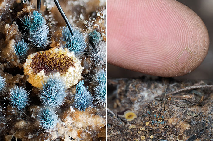 Wait, You’ve Been Missing a Tiny Mushroom Wonderland Right Under Your Nose! (30 Crazy Cool Pics)