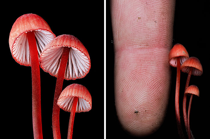 Wait, You’ve Been Missing a Tiny Mushroom Wonderland Right Under Your Nose! (30 Crazy Cool Pics)