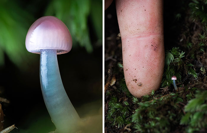 Wait, You’ve Been Missing a Tiny Mushroom Wonderland Right Under Your Nose! (30 Crazy Cool Pics)