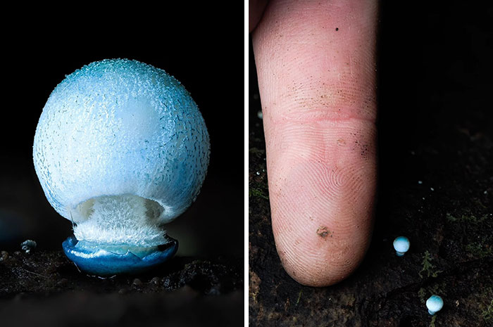 Wait, You’ve Been Missing a Tiny Mushroom Wonderland Right Under Your Nose! (30 Crazy Cool Pics)
