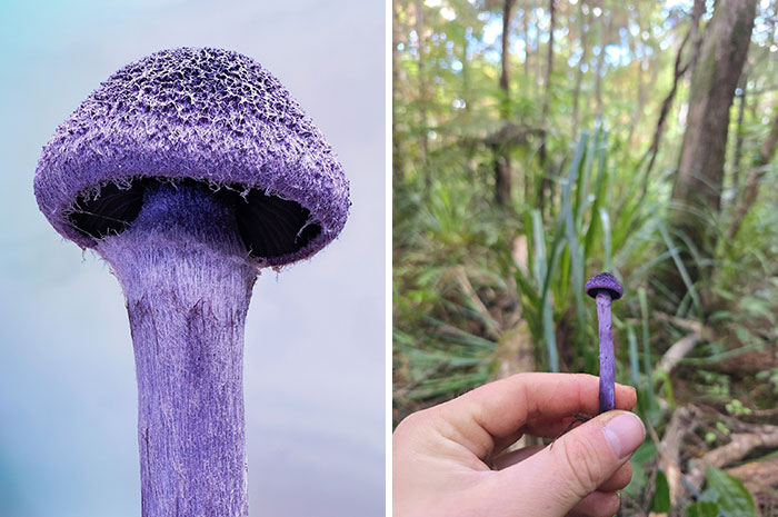 Wait, You’ve Been Missing a Tiny Mushroom Wonderland Right Under Your Nose! (30 Crazy Cool Pics)