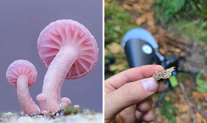 Wait, You’ve Been Missing a Tiny Mushroom Wonderland Right Under Your Nose! (30 Crazy Cool Pics)