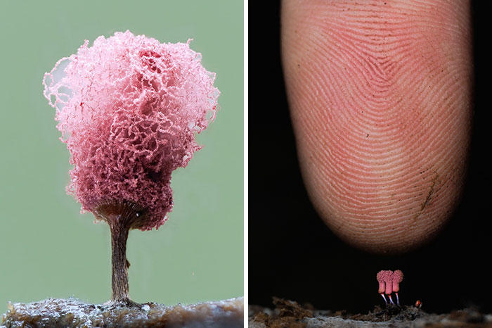 Wait, You’ve Been Missing a Tiny Mushroom Wonderland Right Under Your Nose! (30 Crazy Cool Pics)