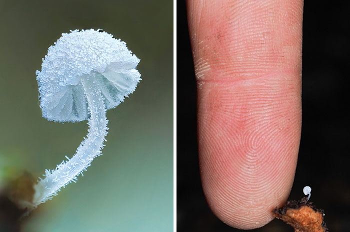 Wait, You’ve Been Missing a Tiny Mushroom Wonderland Right Under Your Nose! (30 Crazy Cool Pics)
