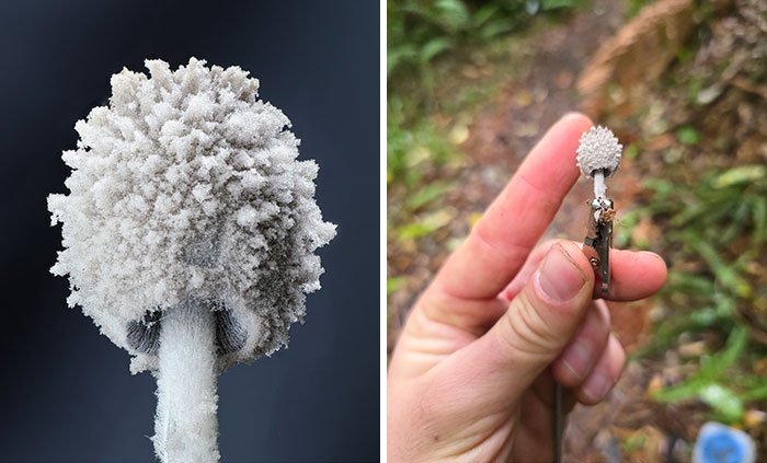 Wait, You’ve Been Missing a Tiny Mushroom Wonderland Right Under Your Nose! (30 Crazy Cool Pics)