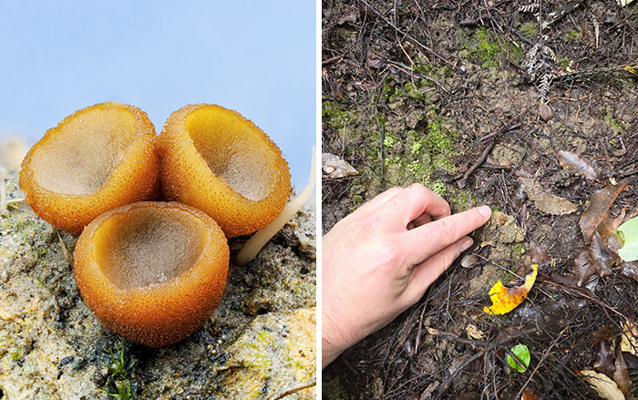 Wait, You’ve Been Missing a Tiny Mushroom Wonderland Right Under Your Nose! (30 Crazy Cool Pics)