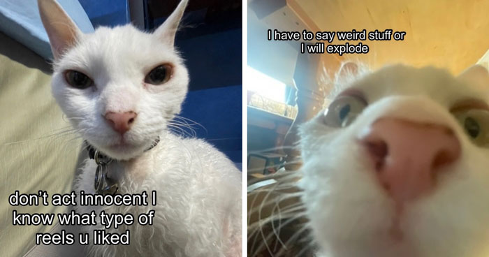Wait Till You See This Devon Rex Cat’s Instagram—Cuteness Overload Incoming!