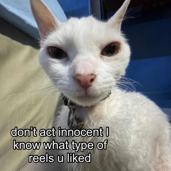 Wait Till You See This Devon Rex Cat's Instagram—Cuteness Overload Incoming!