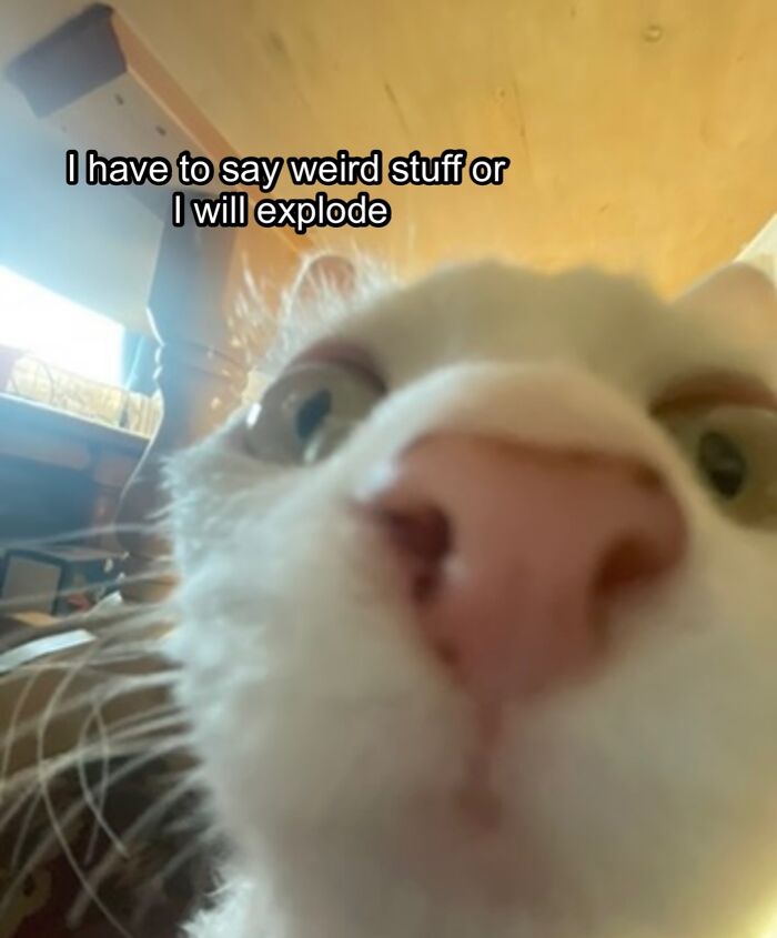 Wait Till You See This Devon Rex Cat's Instagram—Cuteness Overload Incoming!