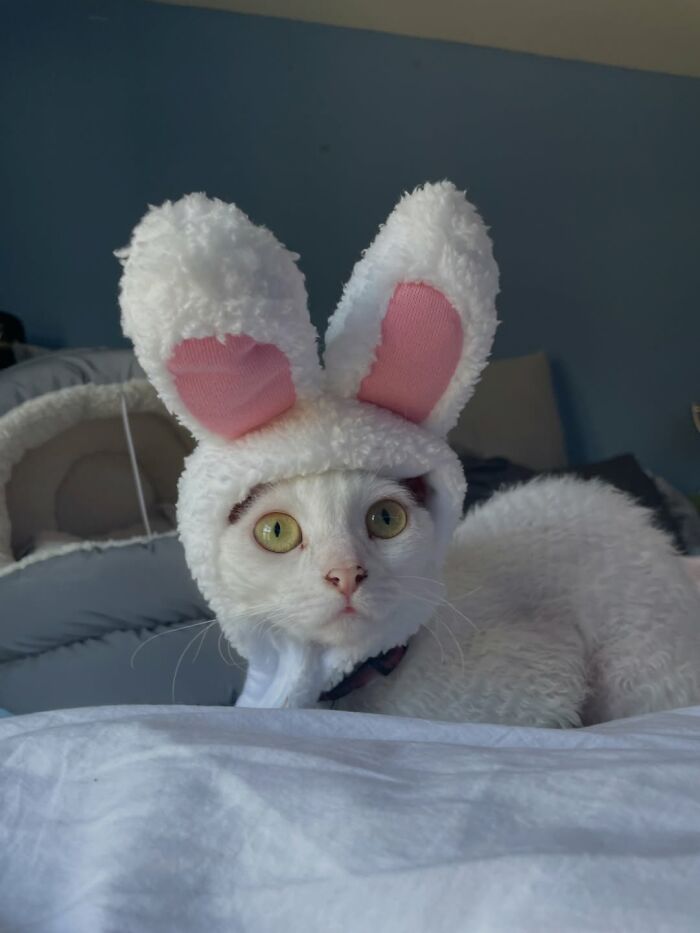 Wait Till You See This Devon Rex Cat's Instagram—Cuteness Overload Incoming!