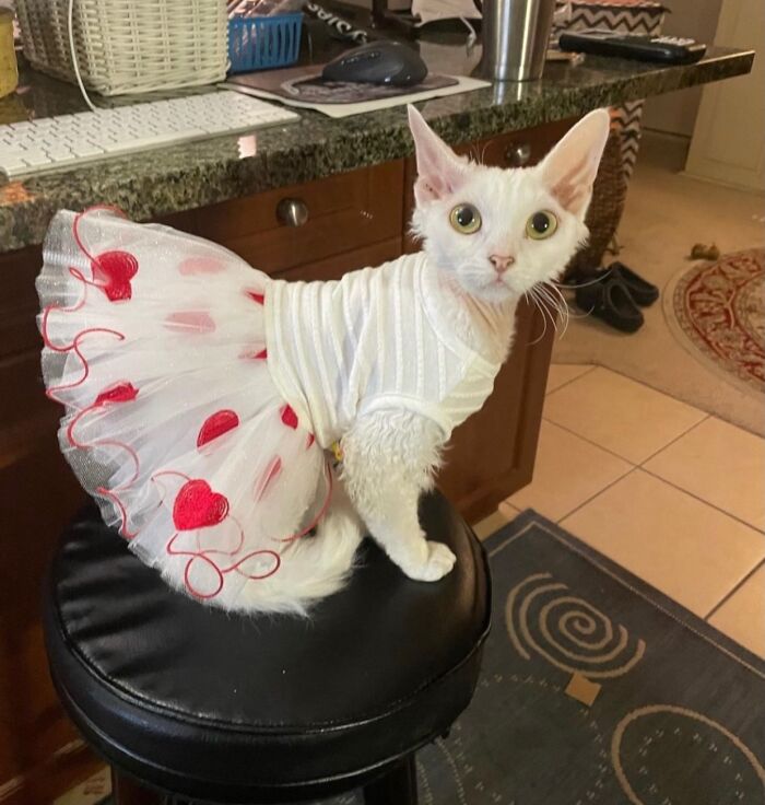 Wait Till You See This Devon Rex Cat's Instagram—Cuteness Overload Incoming!