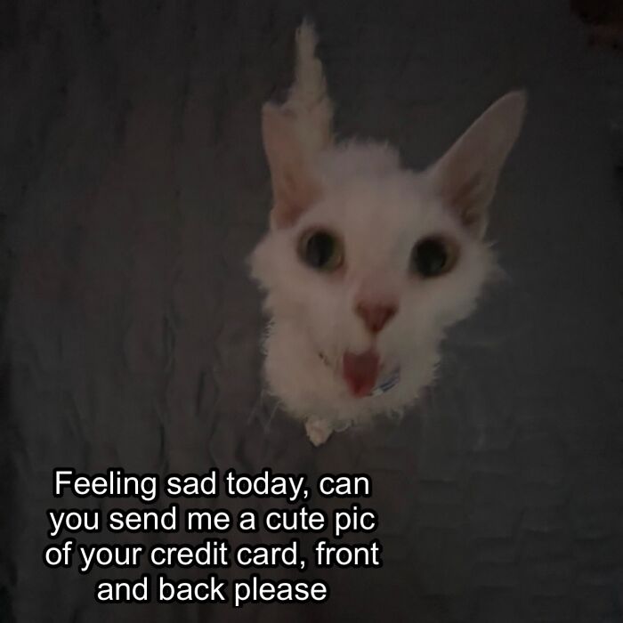 Wait Till You See This Devon Rex Cat's Instagram—Cuteness Overload Incoming!