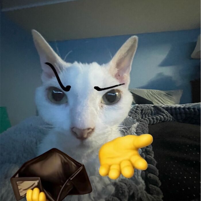 Wait Till You See This Devon Rex Cat's Instagram—Cuteness Overload Incoming!