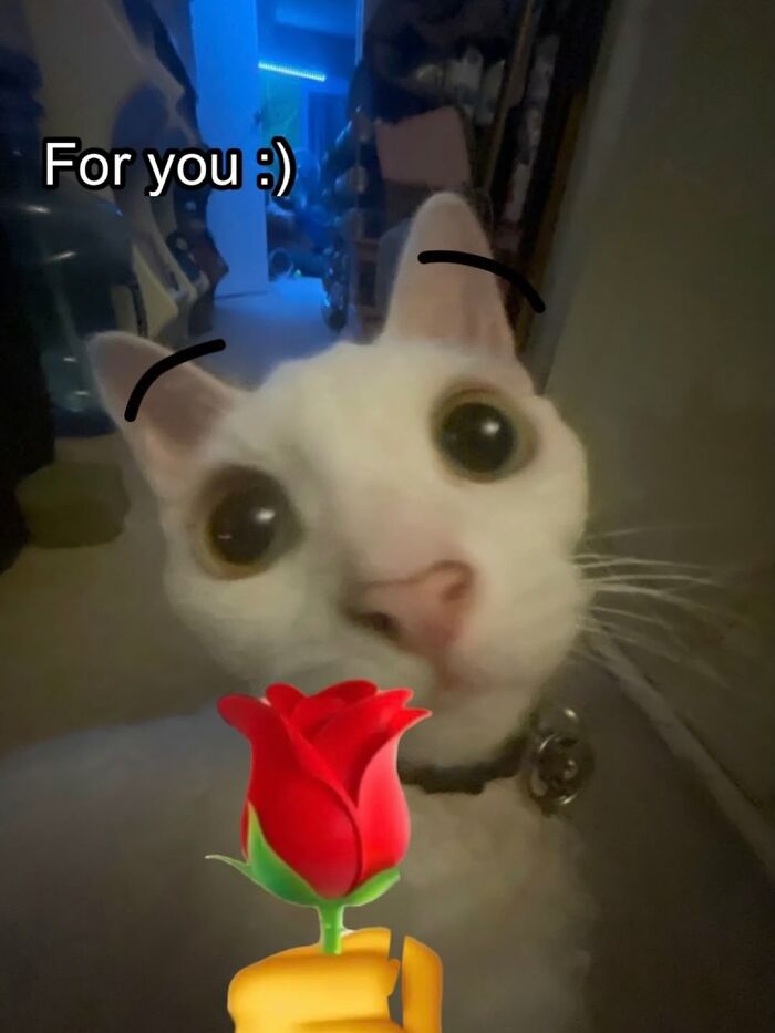 Wait Till You See This Devon Rex Cat's Instagram—Cuteness Overload Incoming!