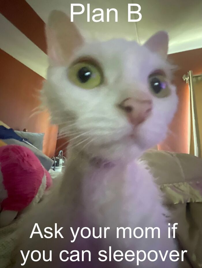 Wait Till You See This Devon Rex Cat's Instagram—Cuteness Overload Incoming!