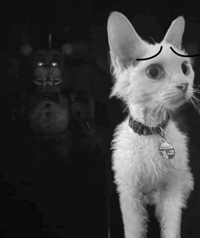 Wait Till You See This Devon Rex Cat's Instagram—Cuteness Overload Incoming!