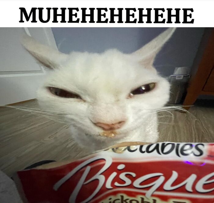 Wait Till You See This Devon Rex Cat's Instagram—Cuteness Overload Incoming!
