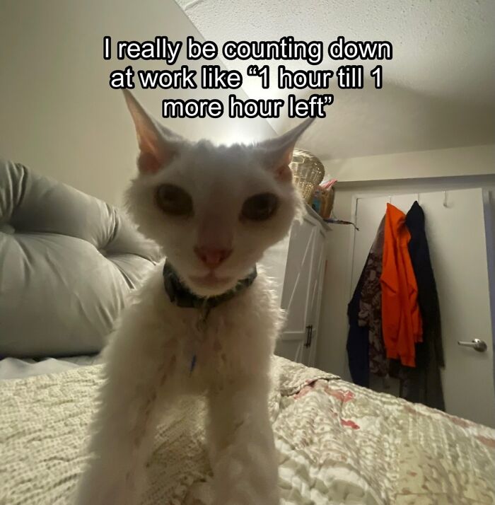 Wait Till You See This Devon Rex Cat's Instagram—Cuteness Overload Incoming!