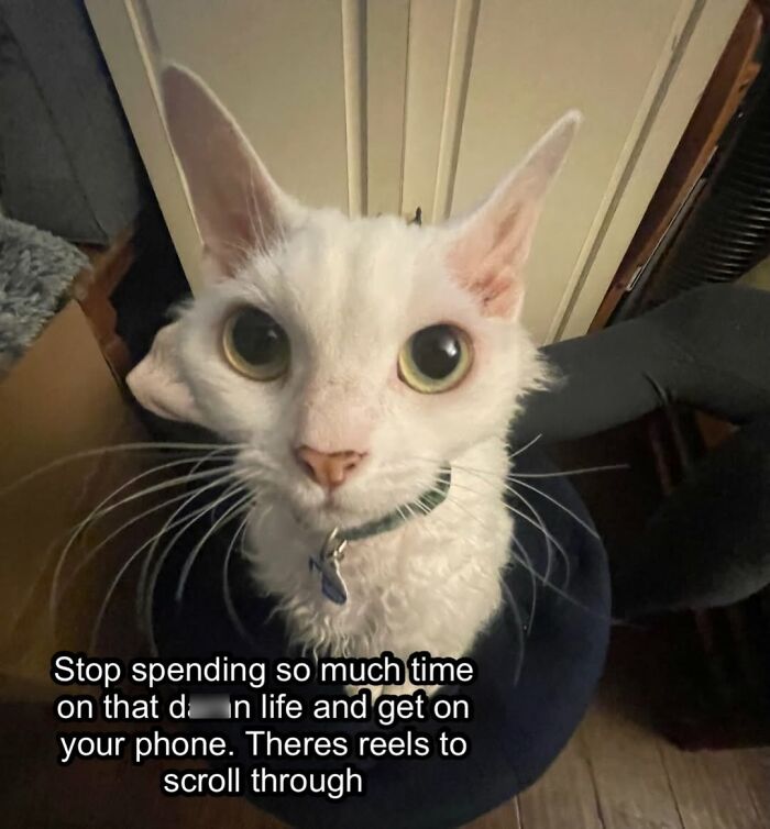 Wait Till You See This Devon Rex Cat's Instagram—Cuteness Overload Incoming!