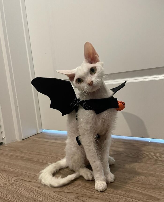 Wait Till You See This Devon Rex Cat's Instagram—Cuteness Overload Incoming!