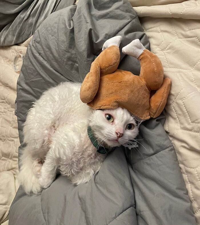 Wait Till You See This Devon Rex Cat's Instagram—Cuteness Overload Incoming!