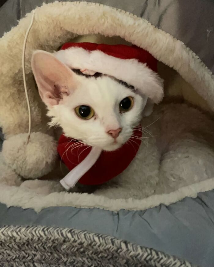 Wait Till You See This Devon Rex Cat's Instagram—Cuteness Overload Incoming!