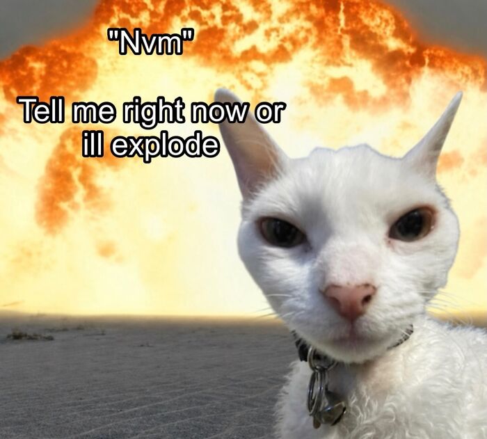Wait Till You See This Devon Rex Cat's Instagram—Cuteness Overload Incoming!