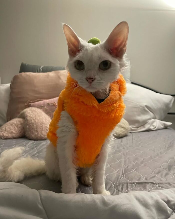 Wait Till You See This Devon Rex Cat's Instagram—Cuteness Overload Incoming!