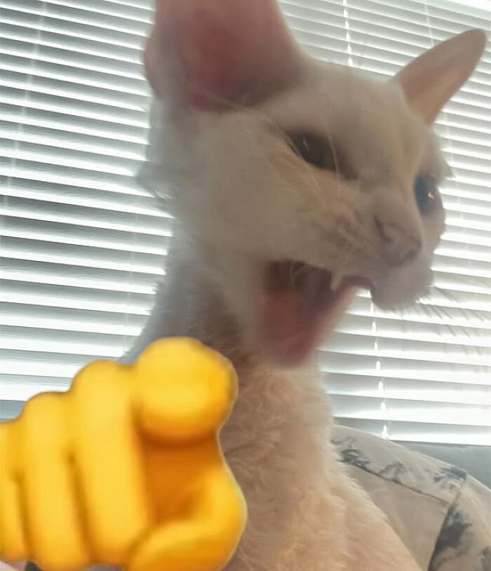 Wait Till You See This Devon Rex Cat's Instagram—Cuteness Overload Incoming!