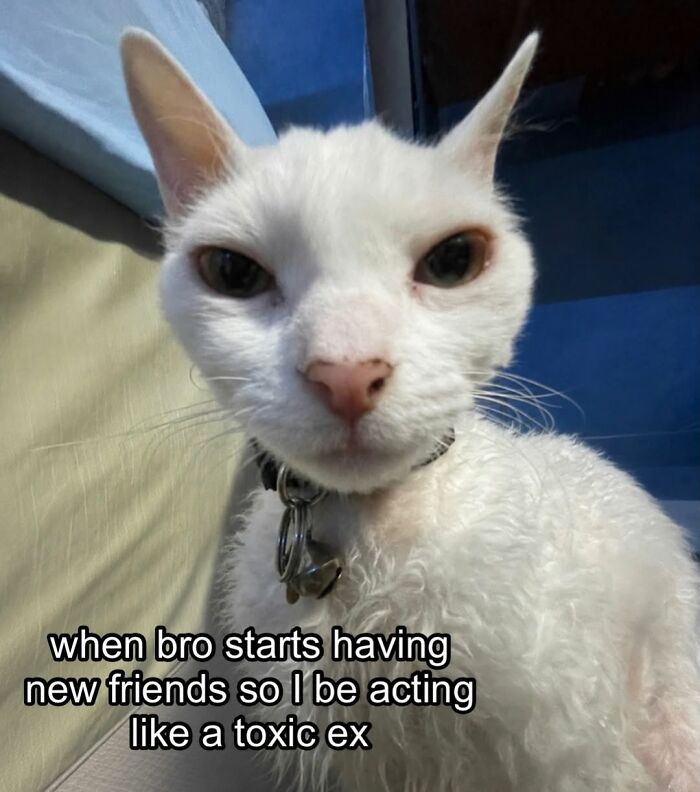 Wait Till You See This Devon Rex Cat's Instagram—Cuteness Overload Incoming!