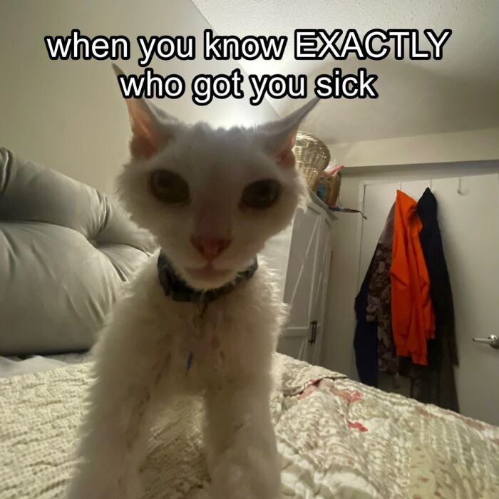 Wait Till You See This Devon Rex Cat's Instagram—Cuteness Overload Incoming!
