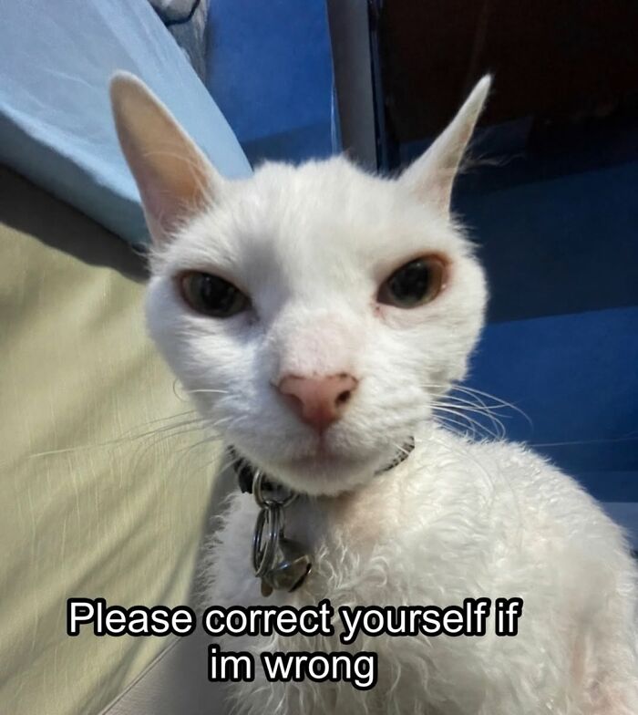 Wait Till You See This Devon Rex Cat's Instagram—Cuteness Overload Incoming!