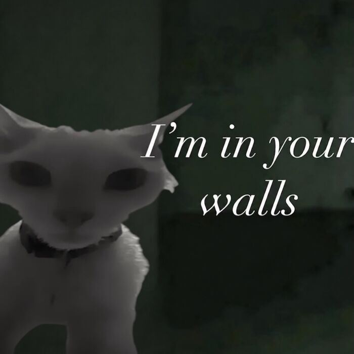 Wait Till You See This Devon Rex Cat's Instagram—Cuteness Overload Incoming!