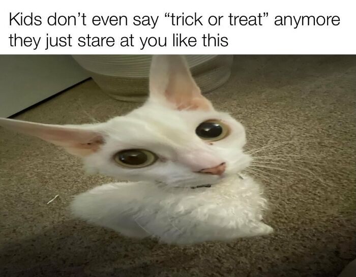 Wait Till You See This Devon Rex Cat's Instagram—Cuteness Overload Incoming!