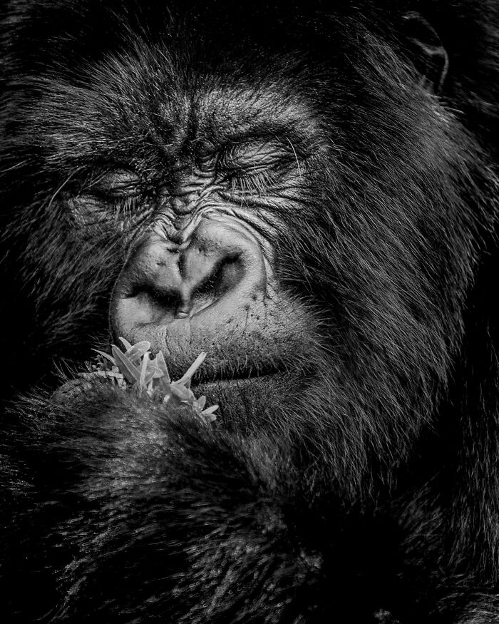 Snack Time Drama: 'Calm Before The Chew' by Dev Kumar
