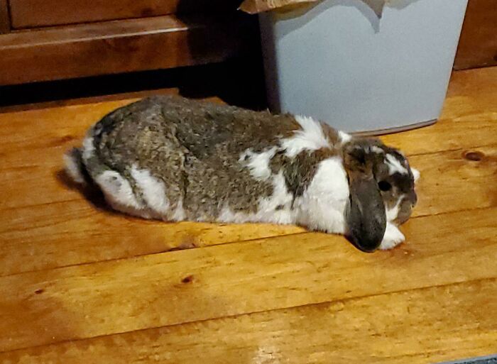 Almond Milk Disaster Meets Grumpy Bunny