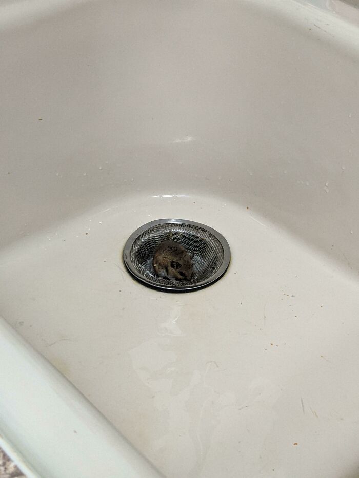 Surprise in My Glasswash