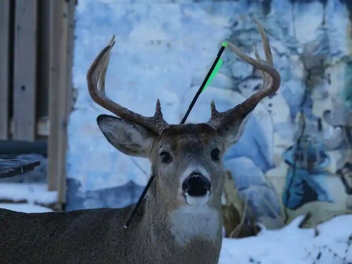 Arrow Deer? Nature Is Wild
