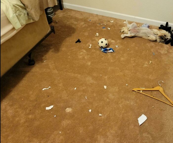 Puppy’s Trash Stash Under Bed