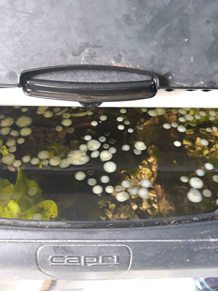 Butter Meets Aquarium Disaster