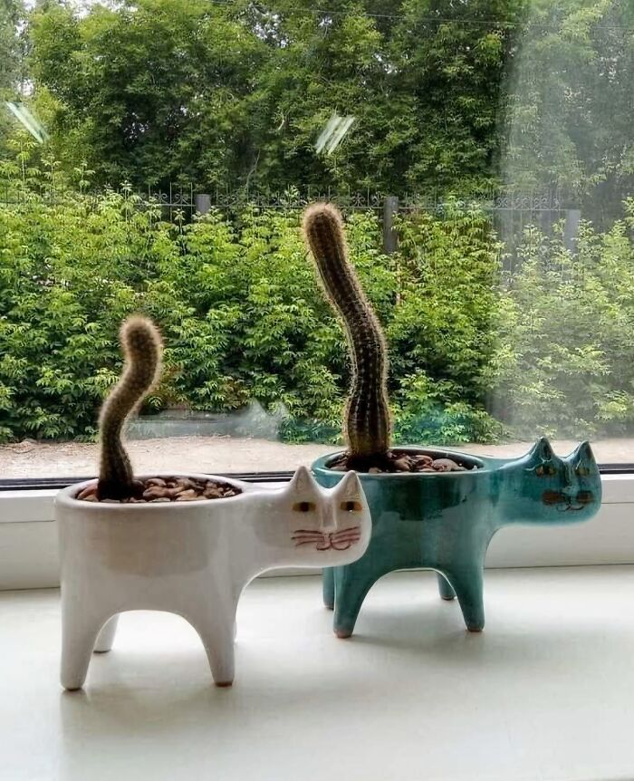 Anyone Know Where to Get This Cat Pot? Asking for a Friend