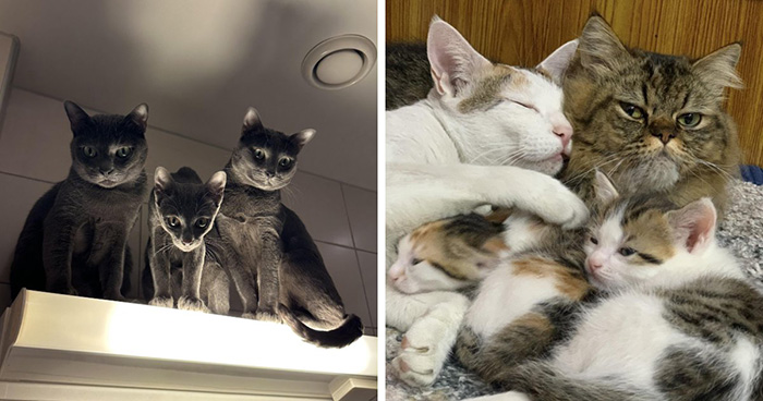 Oops, The Cats Are Holding Secret Meetings Again!