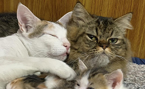 Oops, The Cats Are Holding Secret Meetings Again!