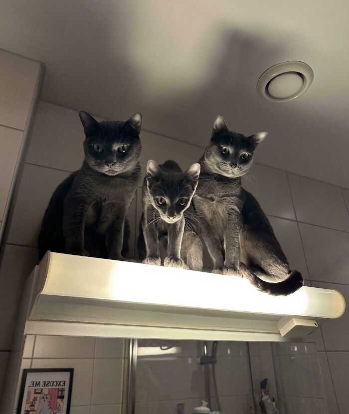 The Council Of Dust Is Ready To Hear Your Excuses