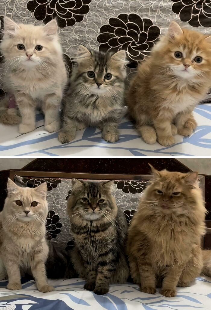 The Council Right Before And After They See The Food Bowl