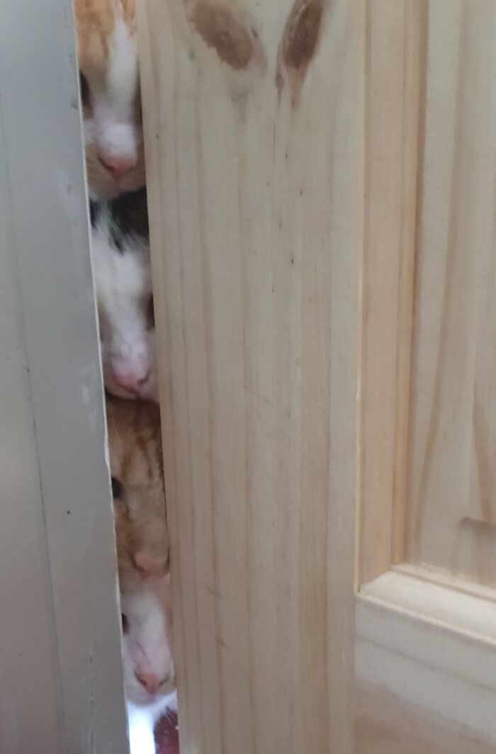 Privacy? That’s A Joke To The Council