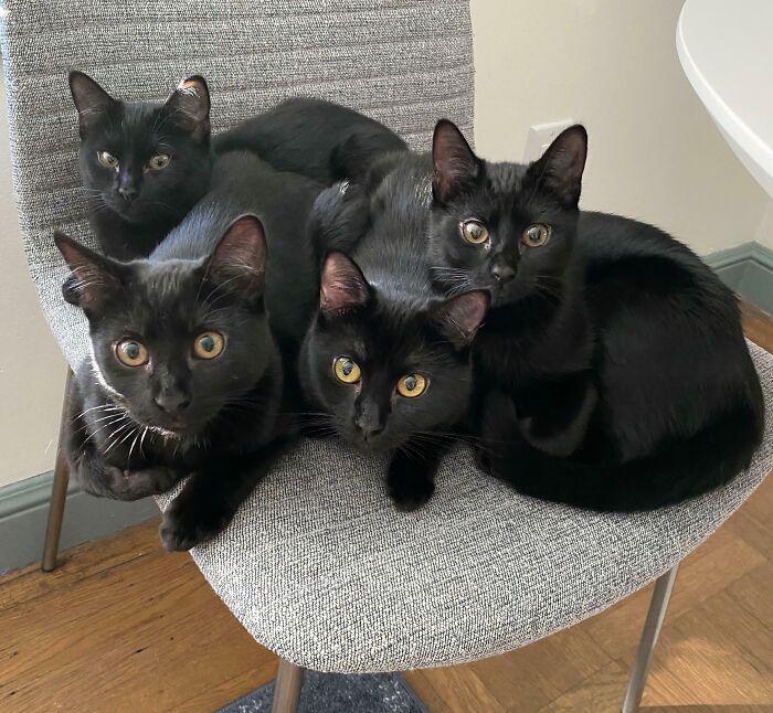 Smuggling Beans? The Rescue Void Is On A Mission