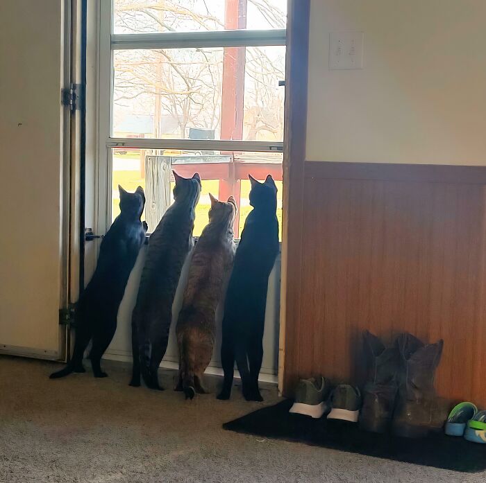 Caption This Epic Cat Council Moment